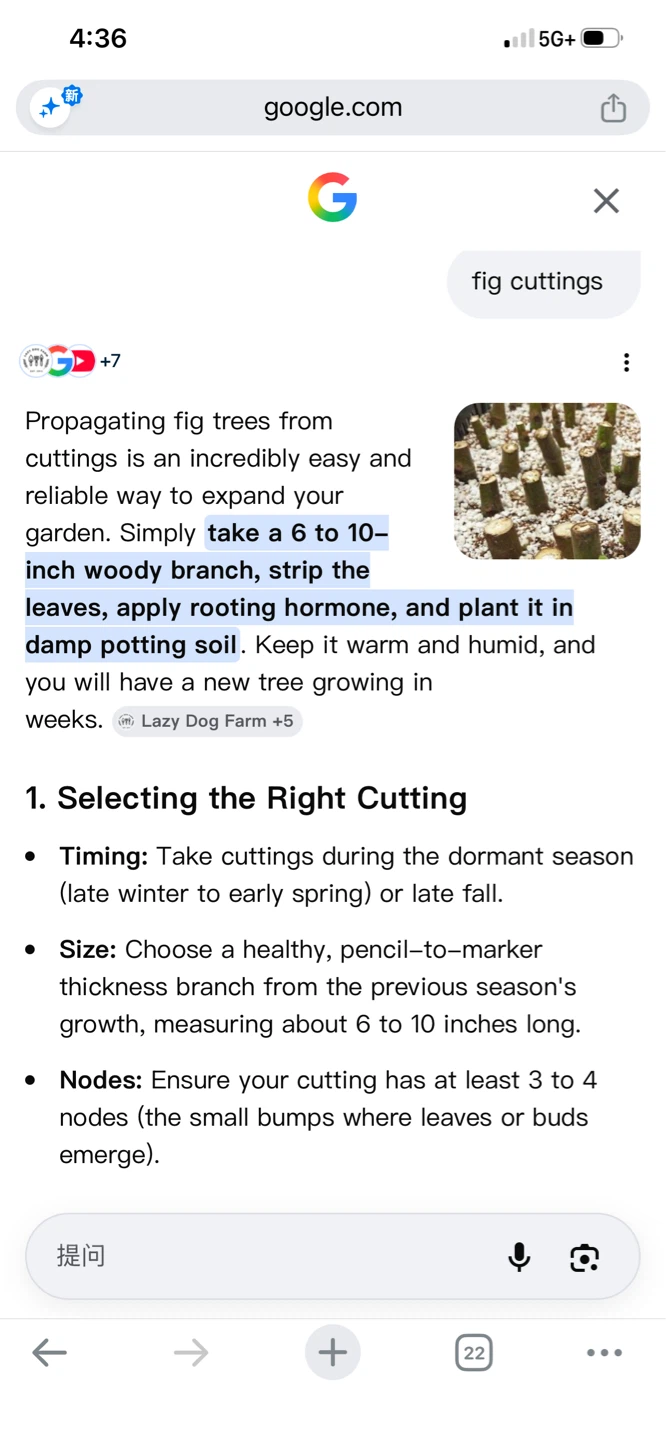 Fig Tree Cuttings