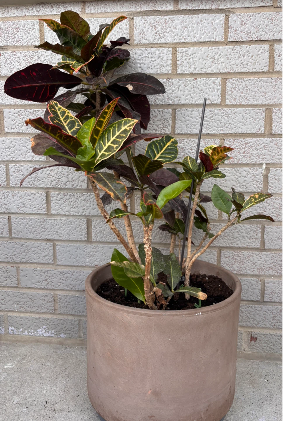 Croton Plant in Grey Pot