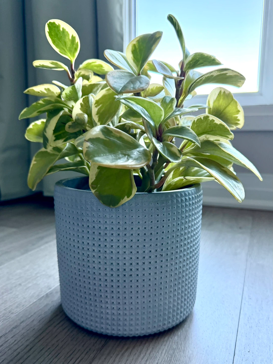 Healthy Variegated Peperomia with IKEA Pot / No Repot Needed - photo 2