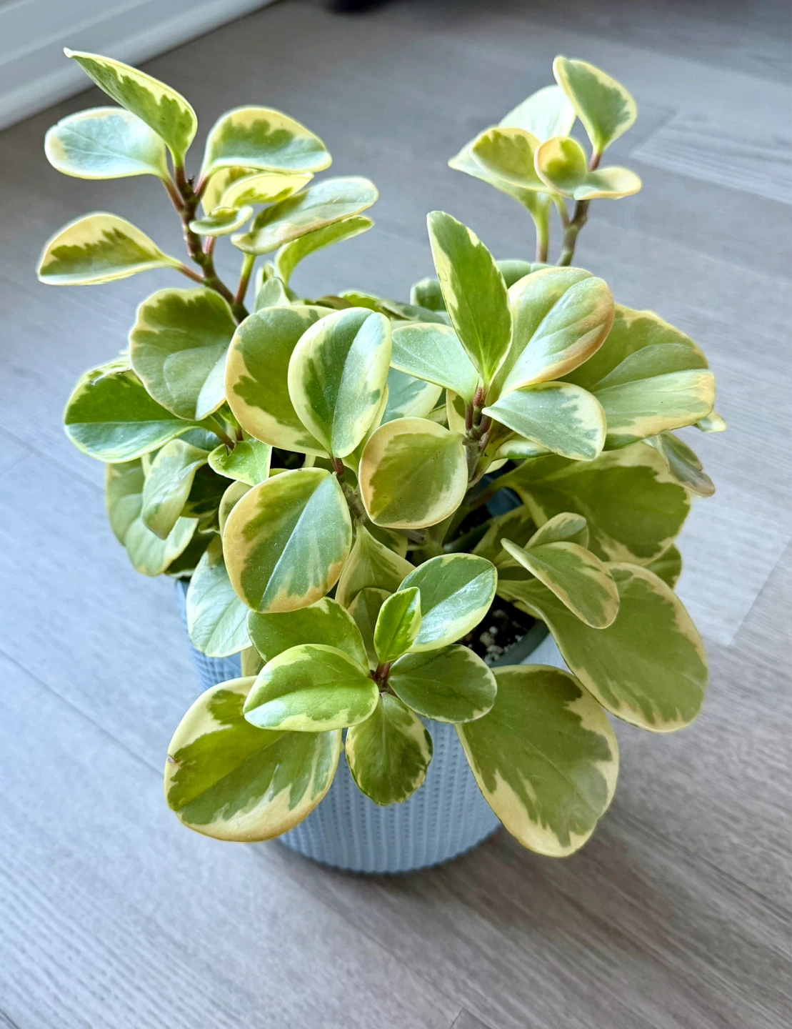 Healthy Variegated Peperomia with IKEA Pot / No Repot Needed