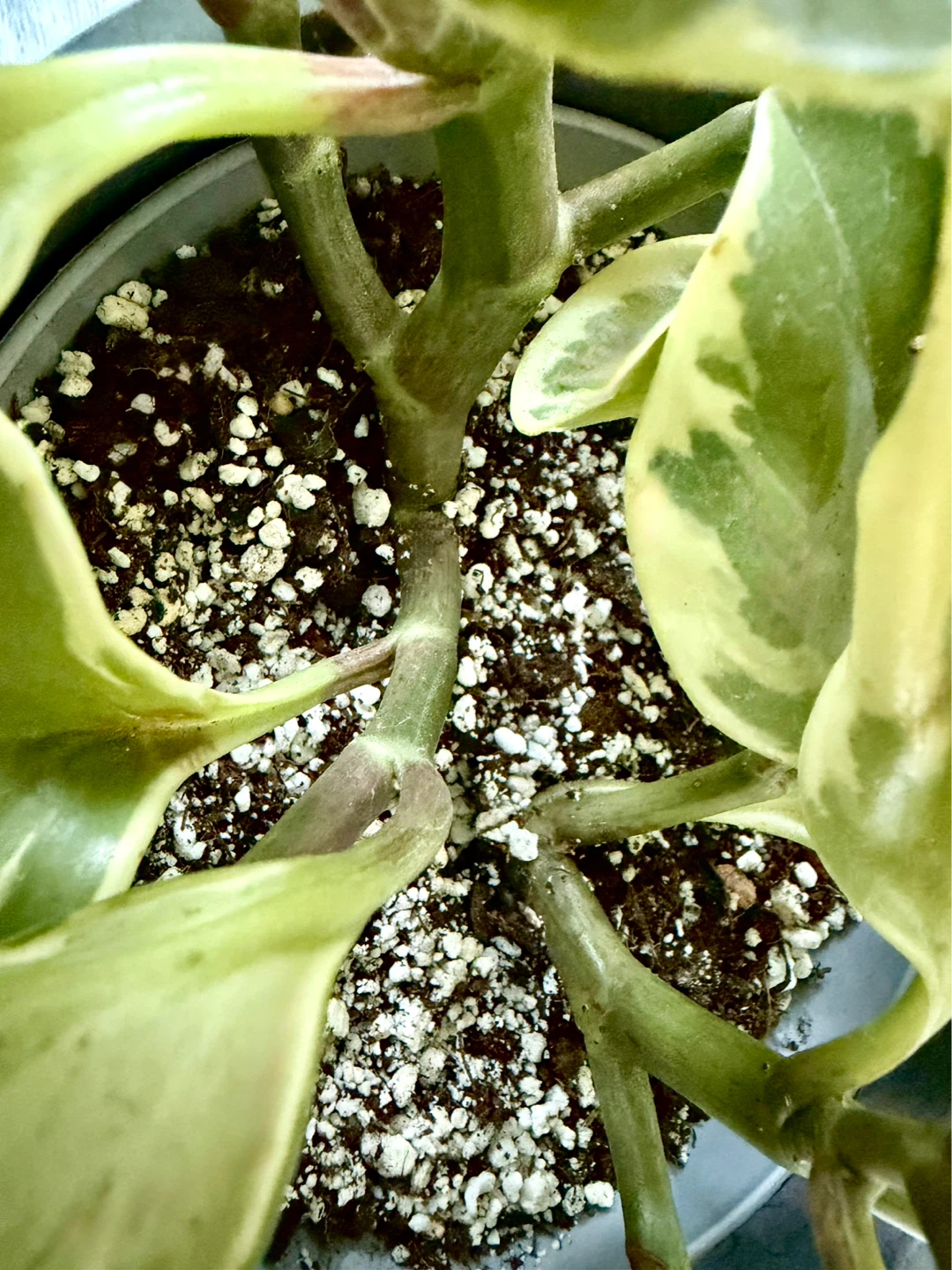 Healthy Variegated Peperomia with IKEA Pot / No Repot Needed - photo 3