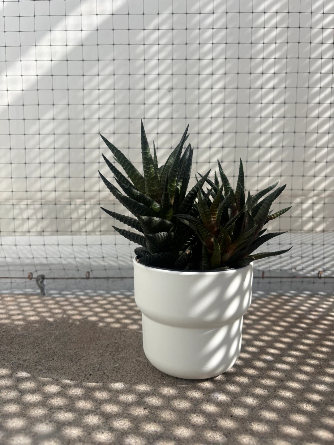 Succulent Plant in White Pot