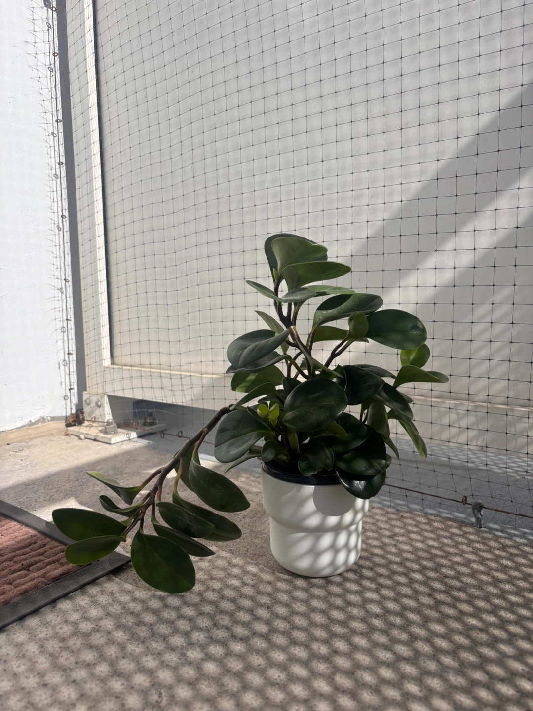 Peperomia Plant in White Pot