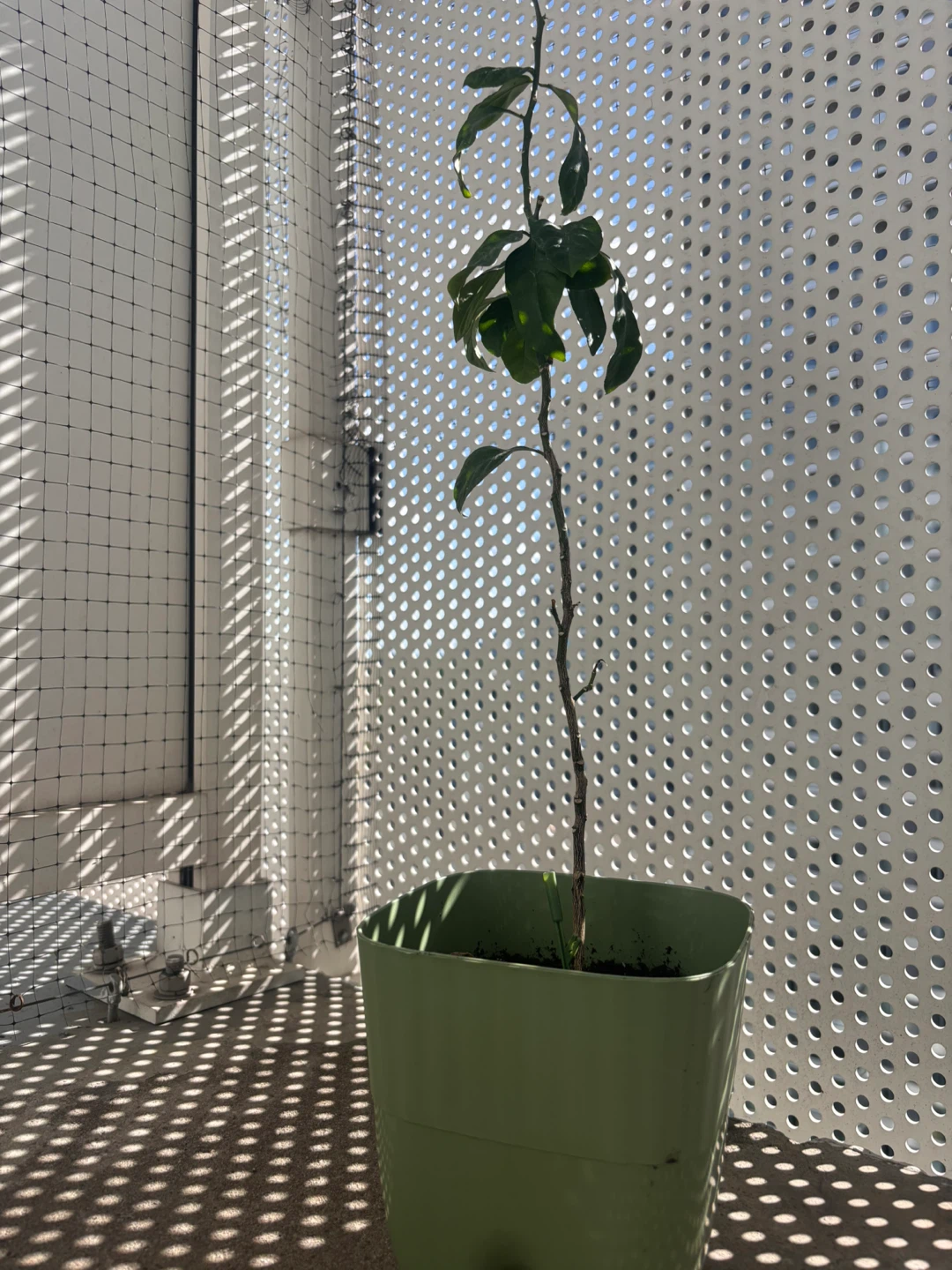 Lemon plant- needs a home