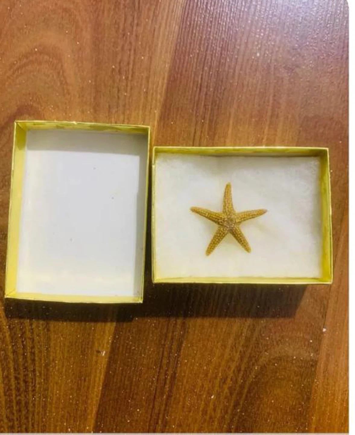 Gold Dried Starfish in Gift Box