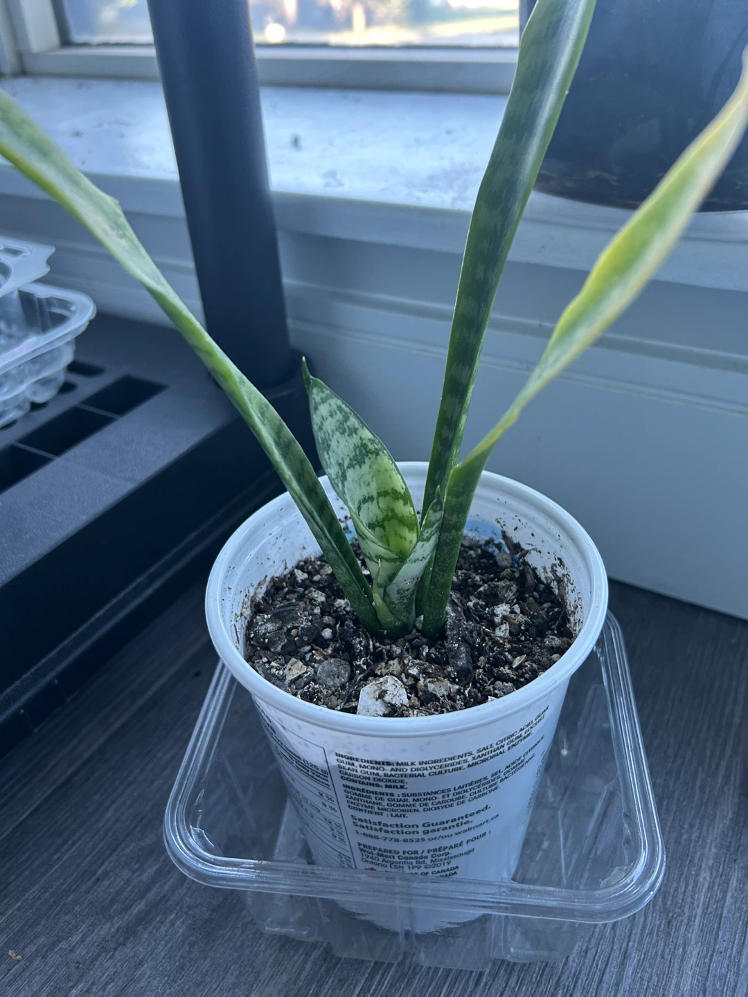 Snake Plant