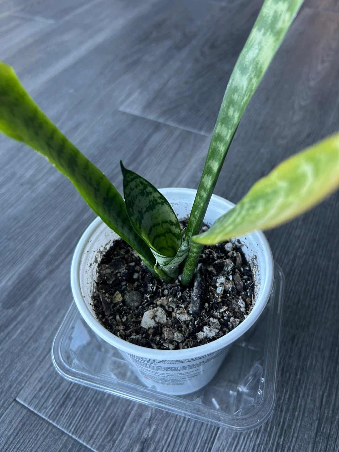 Snake Plant - photo 2