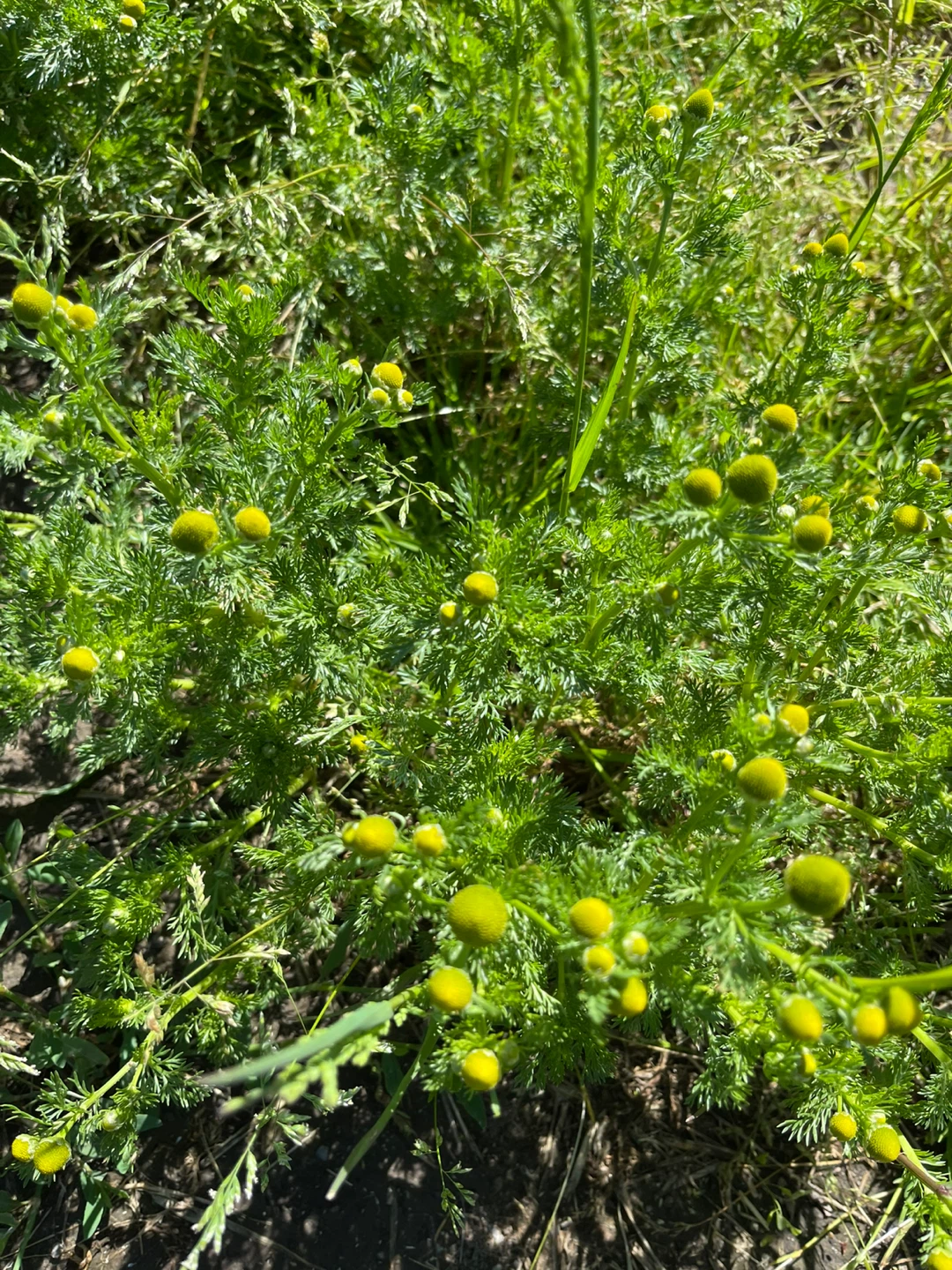 Fresh Pineapple Weed Plants - photo 3
