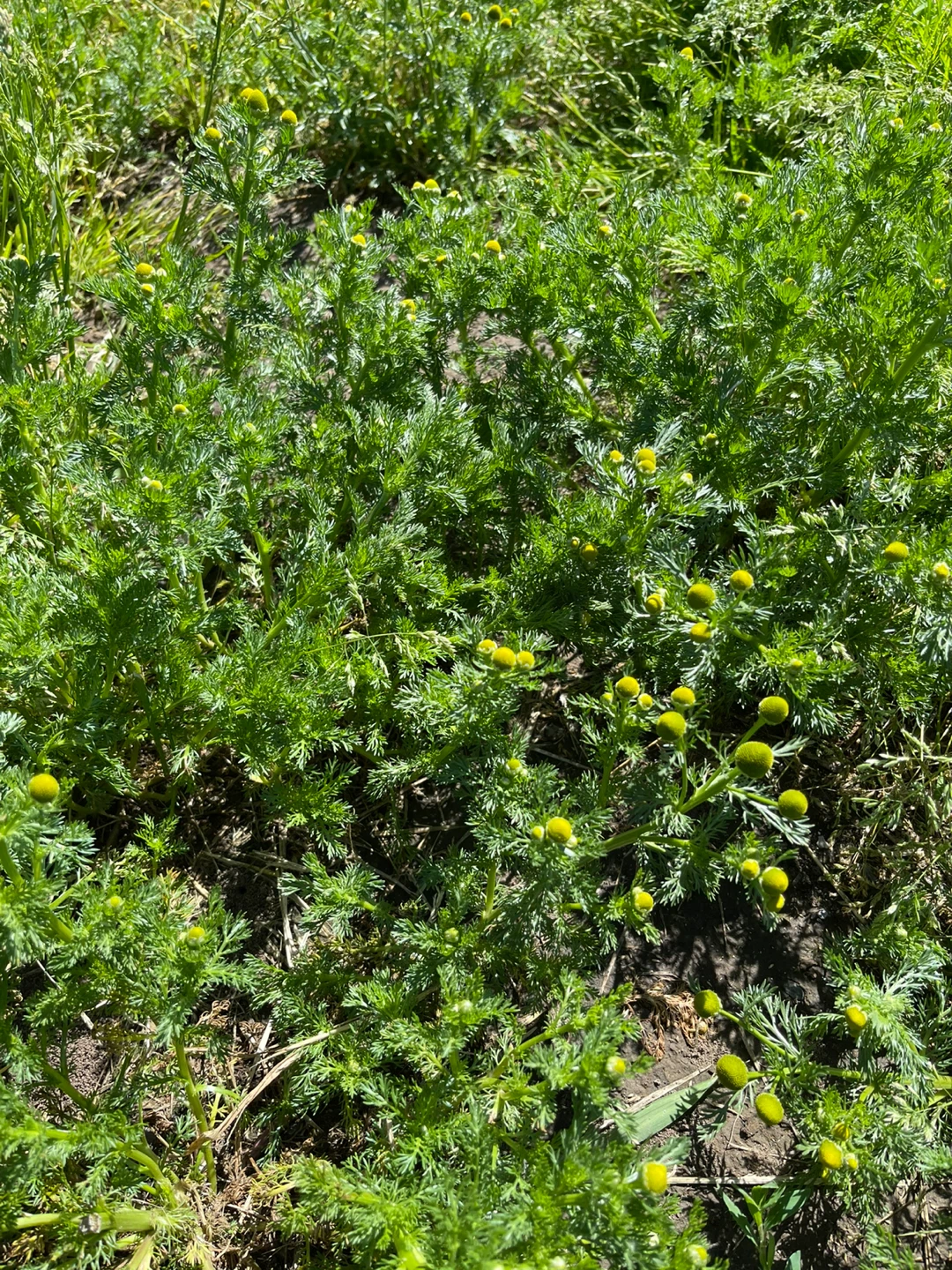 Fresh Pineapple Weed Plants - photo 5