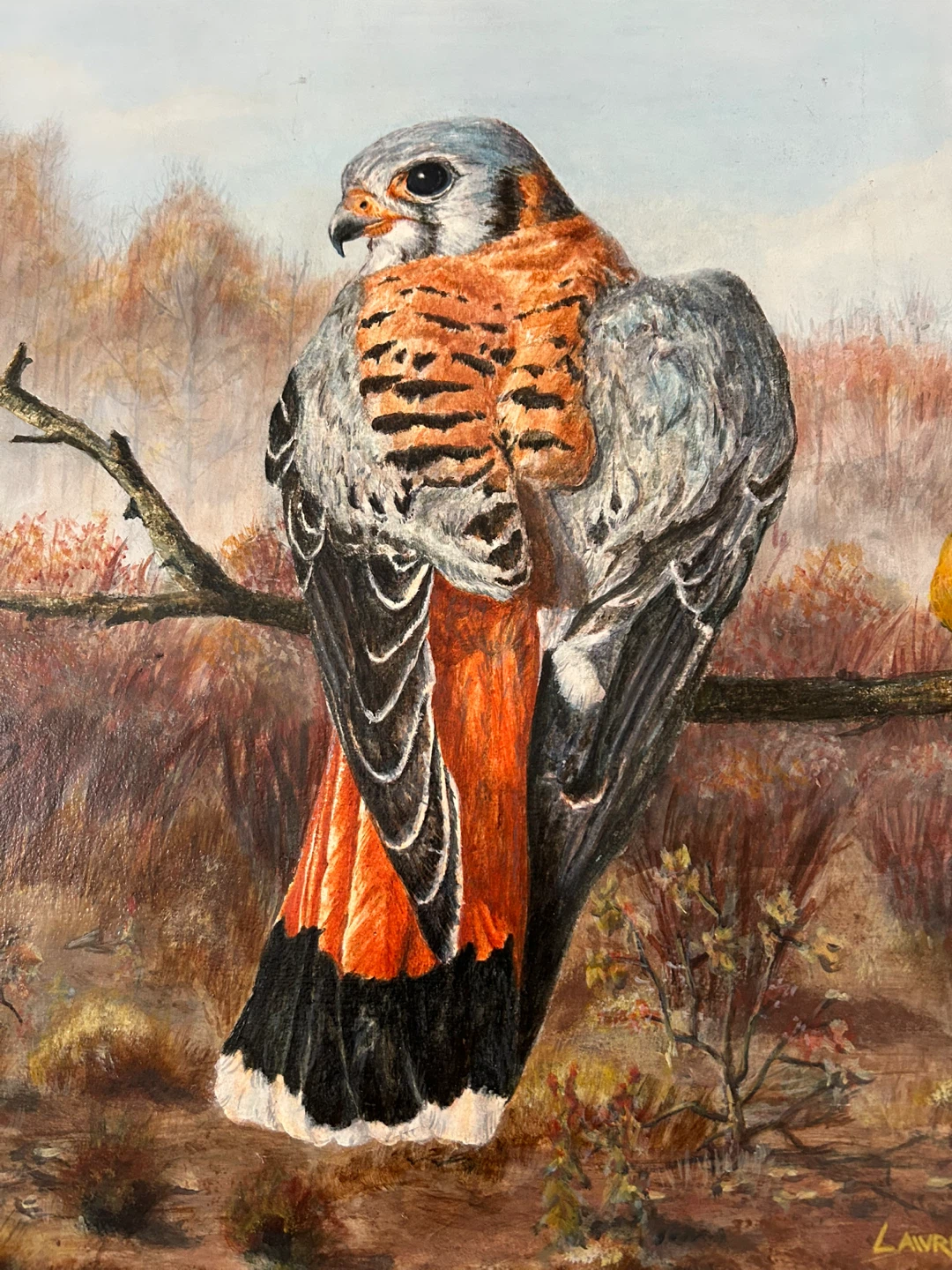 Original Painting on board Kestrel Falcon by Lawrence - photo 3