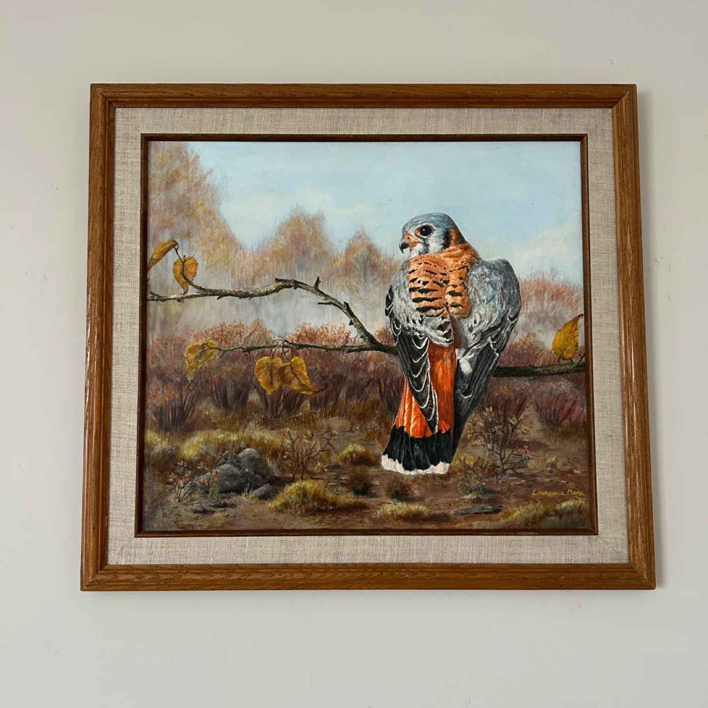Original Painting on board Kestrel Falcon by Lawrence