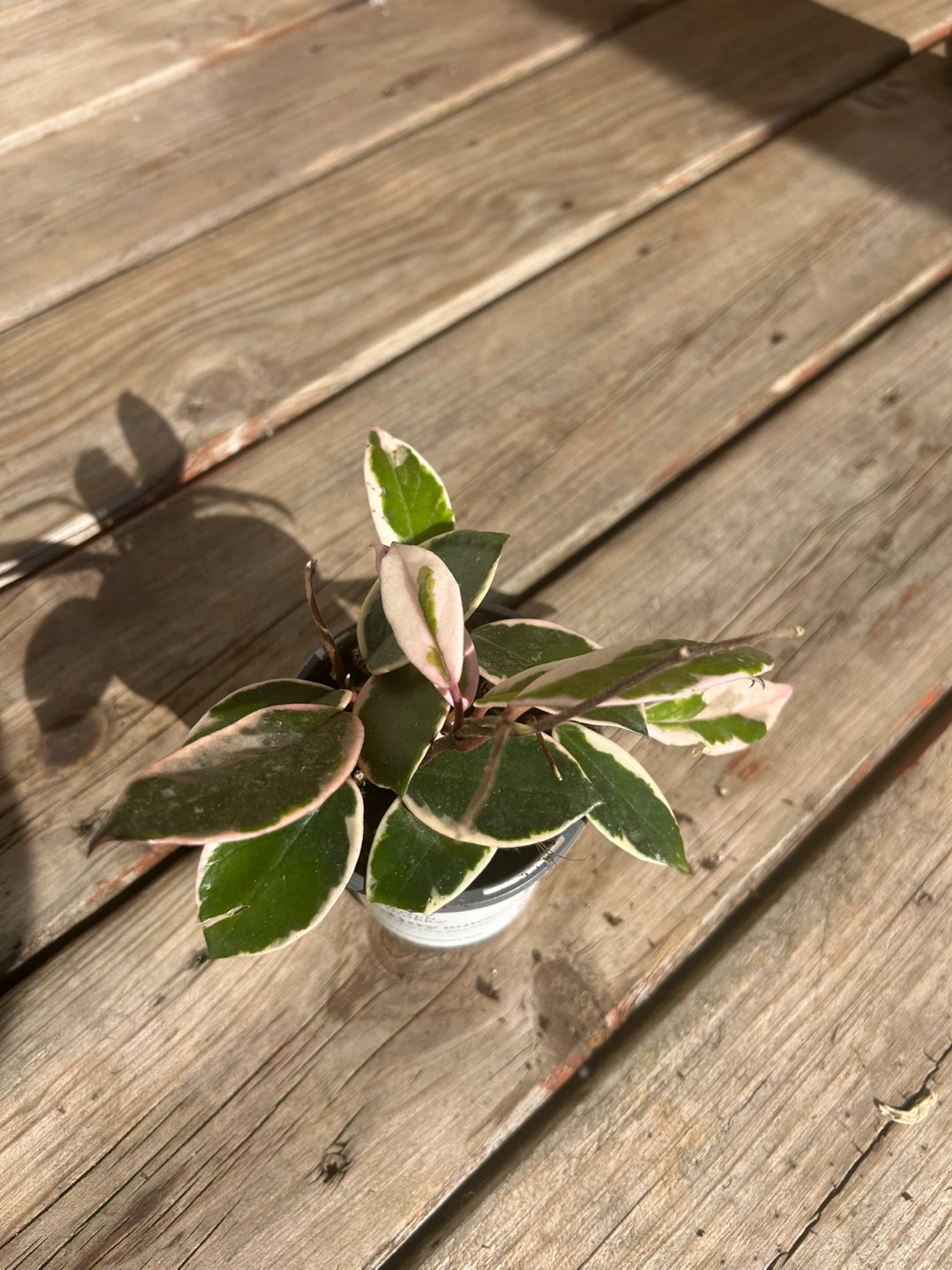 Variegated Hoya Carnosa Compacta - Hindu Rope Plant - photo 4