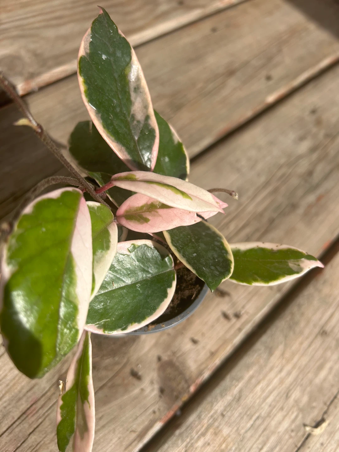 Variegated Hoya Carnosa Compacta - Hindu Rope Plant