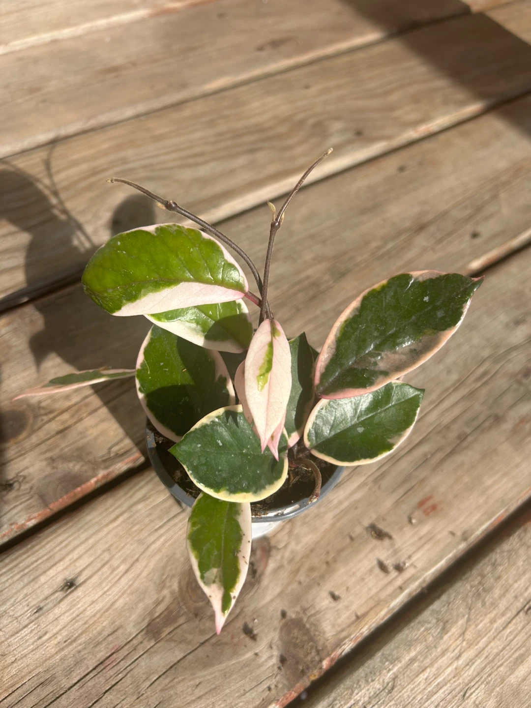 Variegated Hoya Carnosa Compacta - Hindu Rope Plant - photo 3