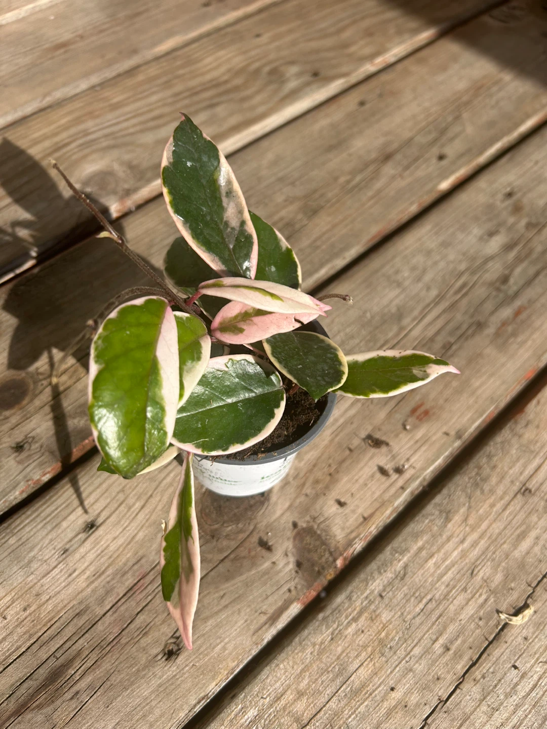 Variegated Hoya Carnosa Compacta - Hindu Rope Plant - photo 2
