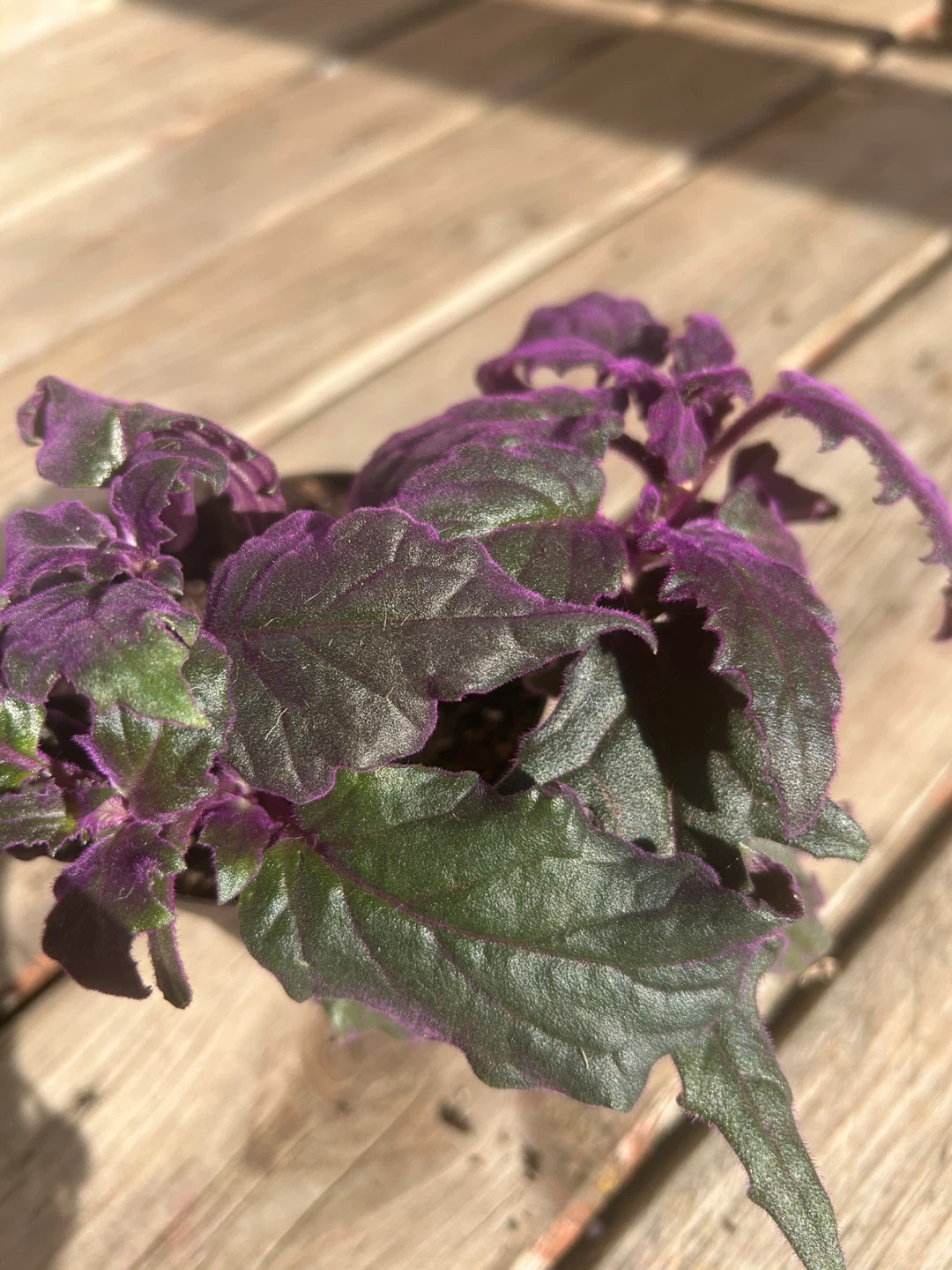 Purple Passion Plant