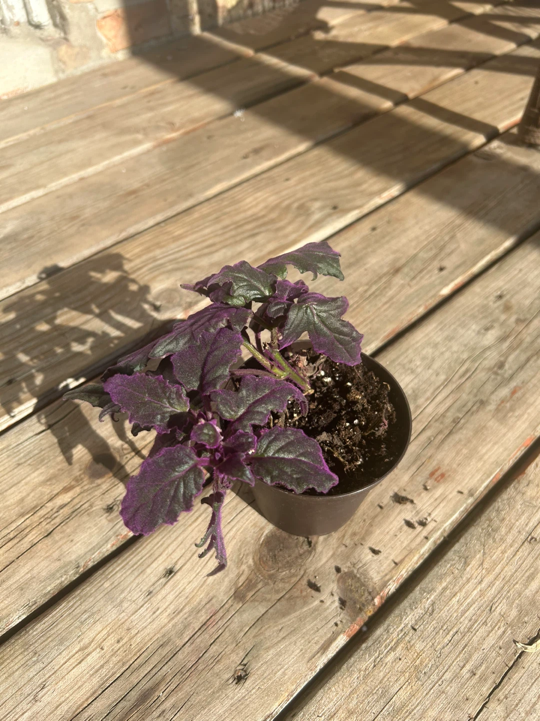 Purple Passion Plant - photo 4