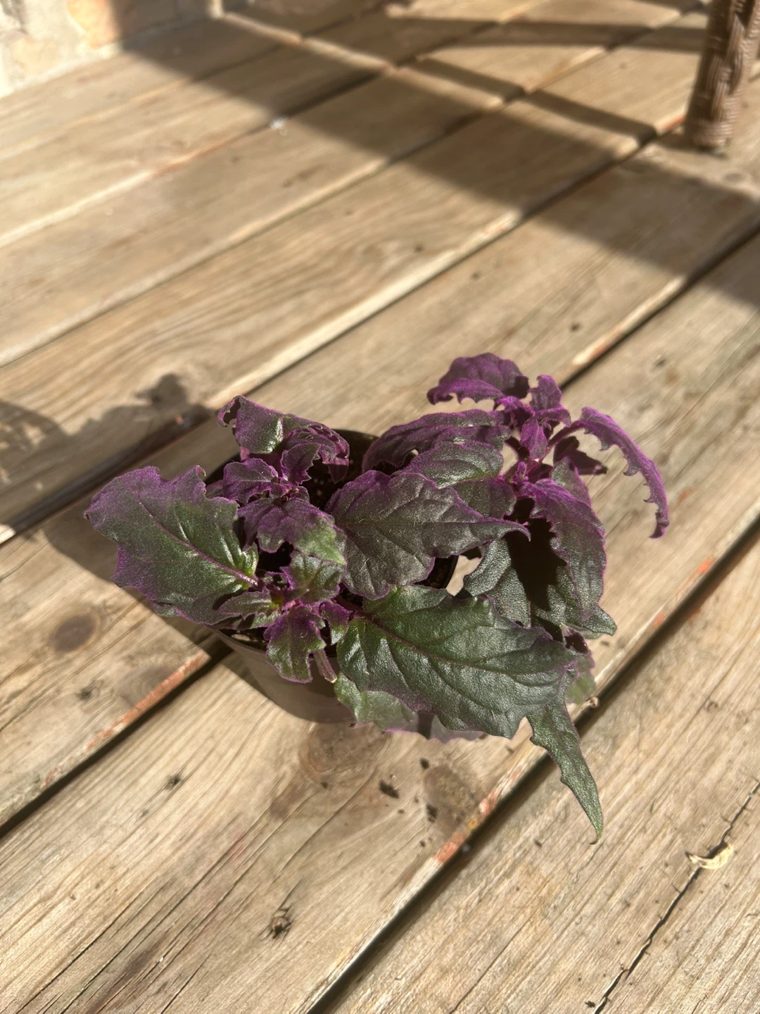 Purple Passion Plant - photo 2