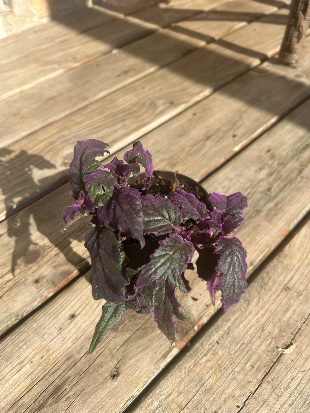 Purple Passion Plant - photo 3