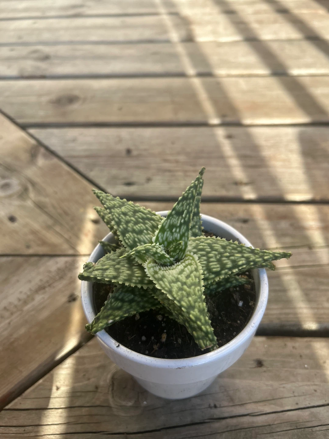 Small succulent in White Pot - photo 3