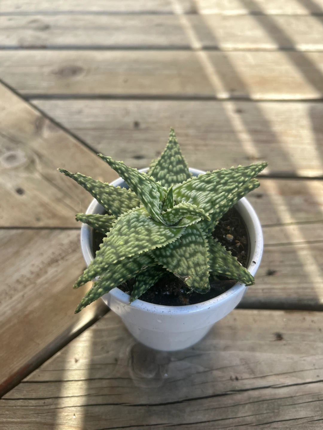 Small succulent in White Pot - photo 4