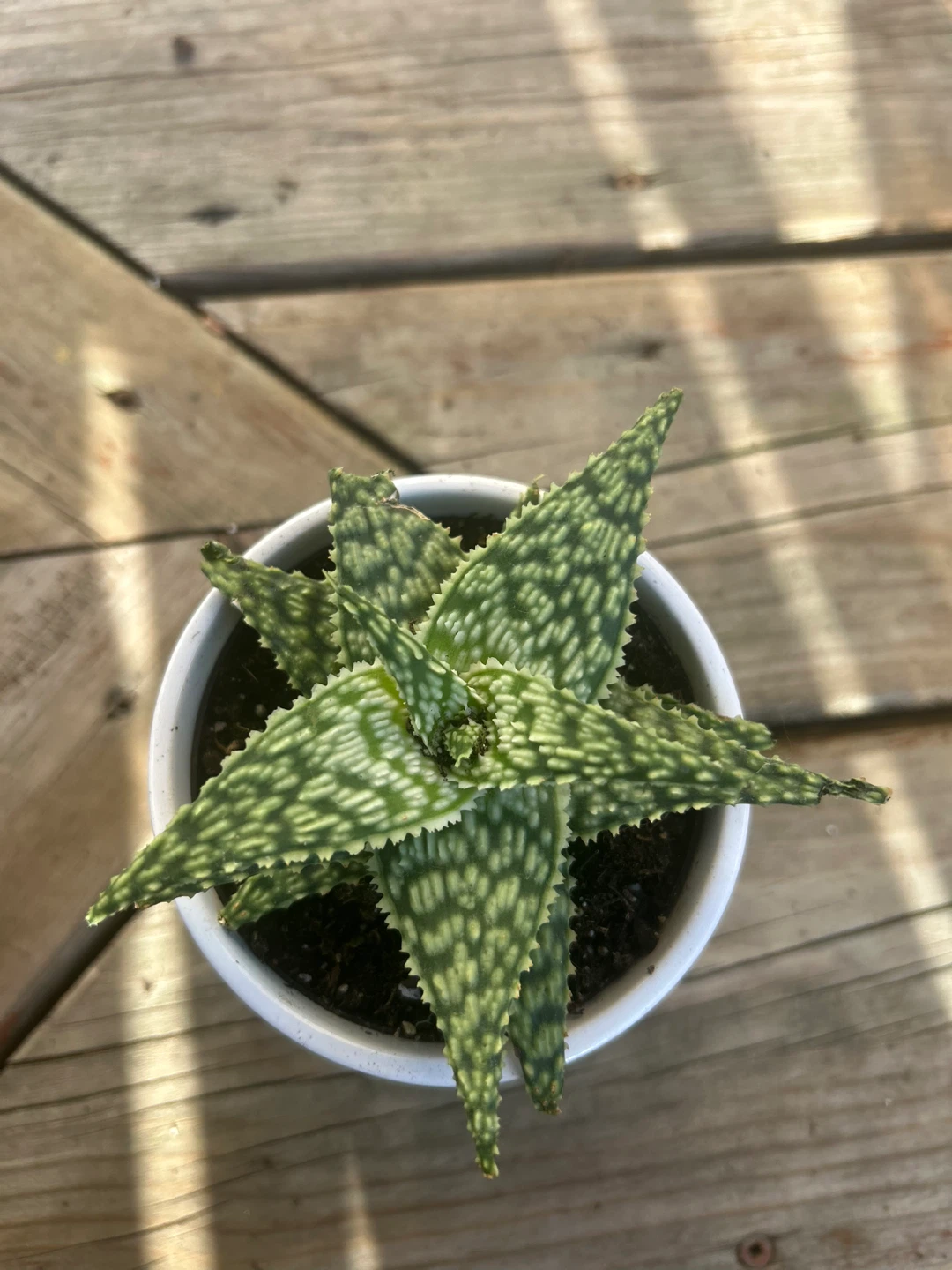 Small succulent in White Pot