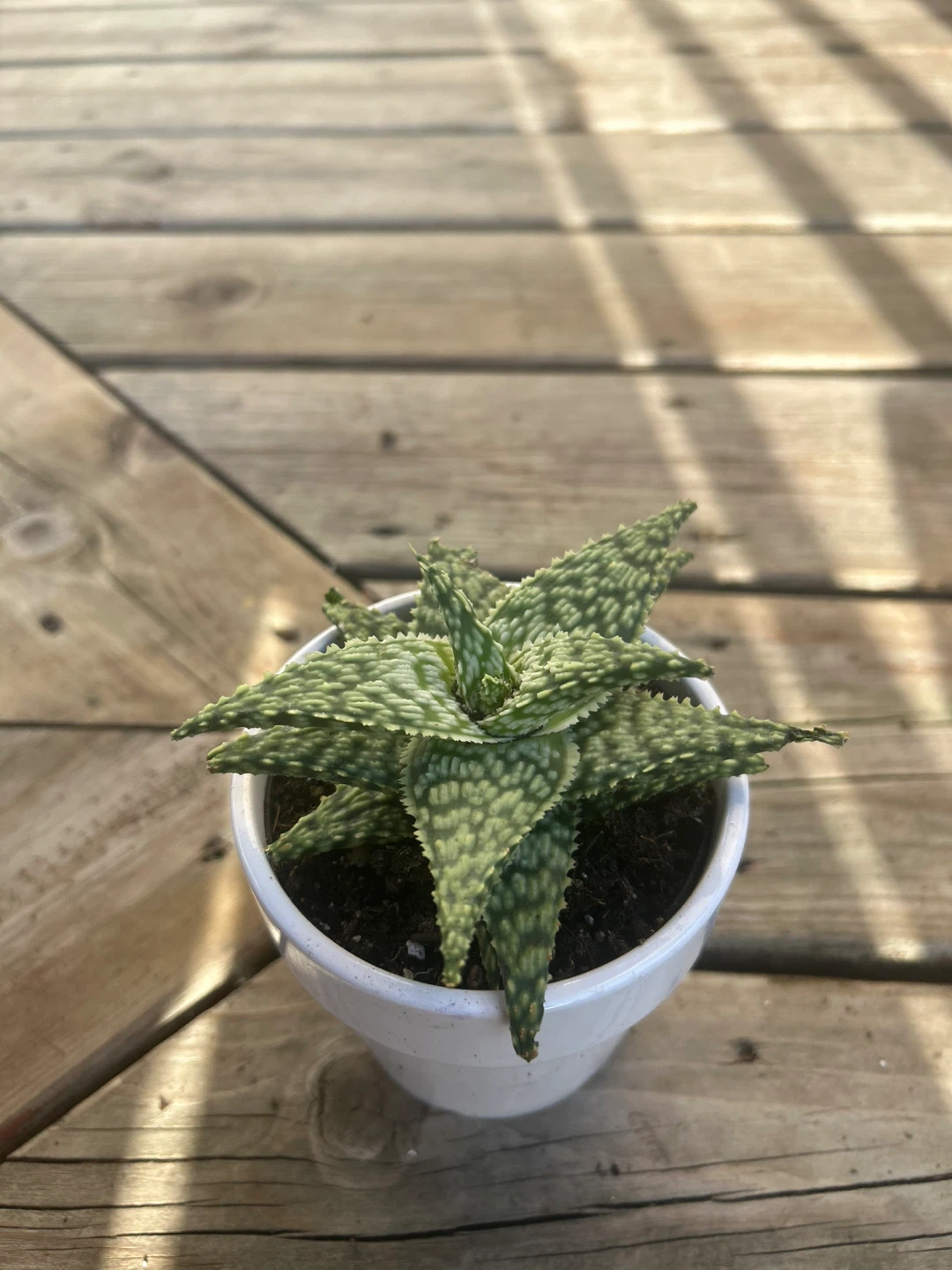 Small succulent in White Pot - photo 2