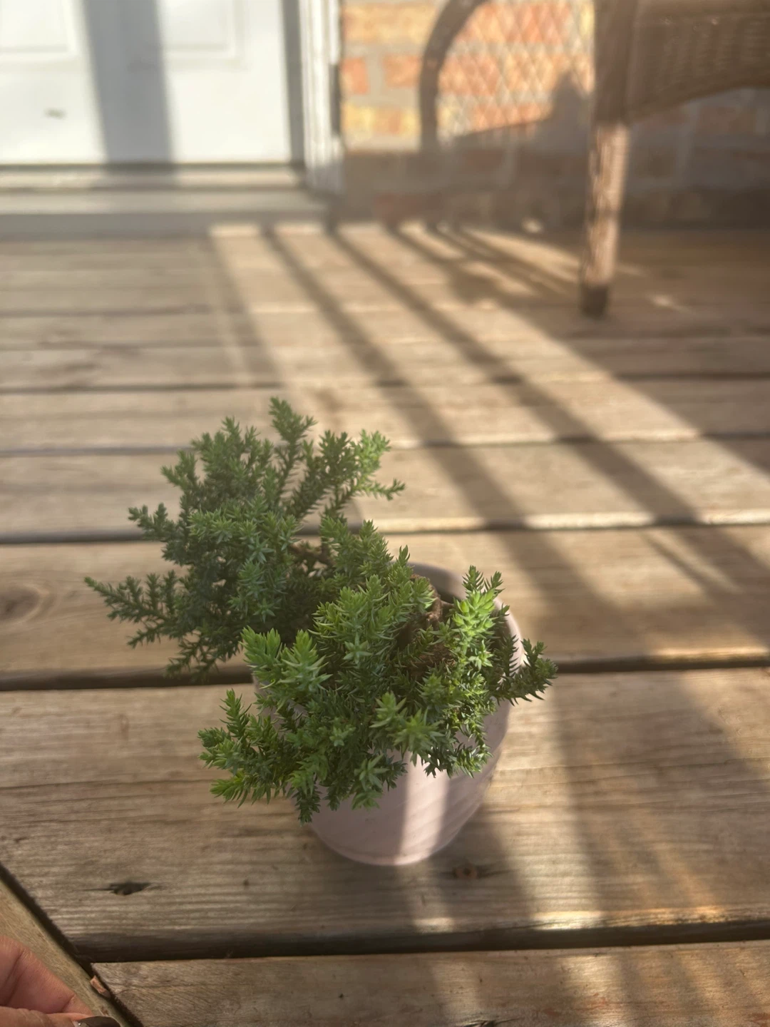 Small Juniper Bonsai Tree in Pot - photo 4