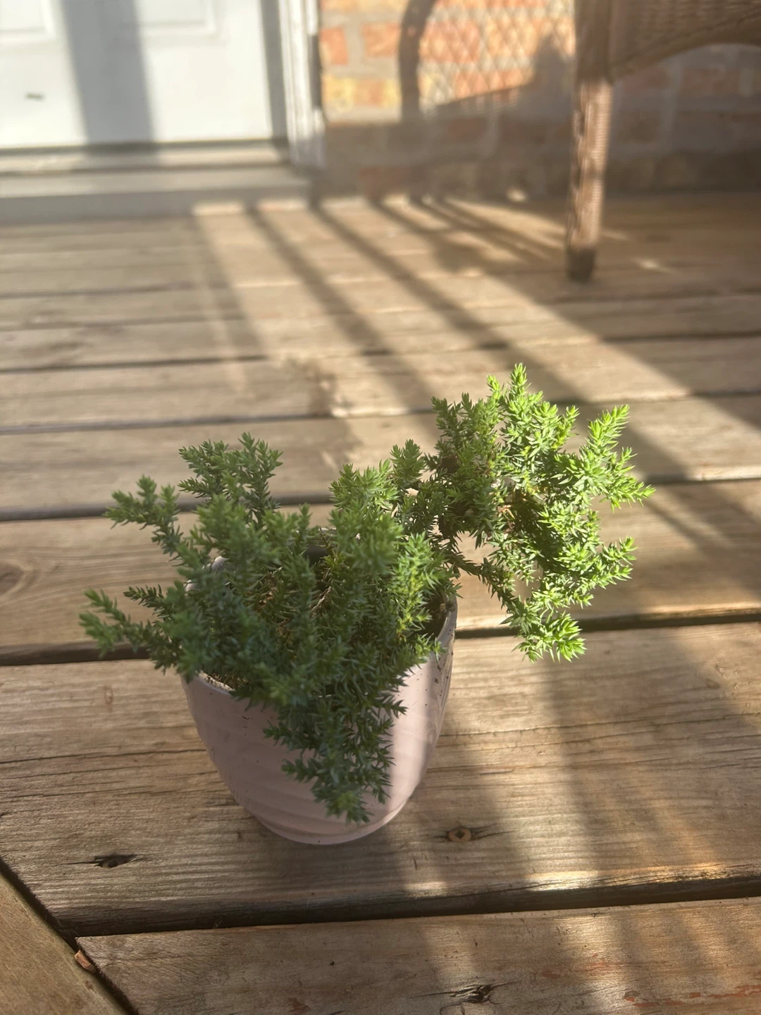 Small Juniper Bonsai Tree in Pot