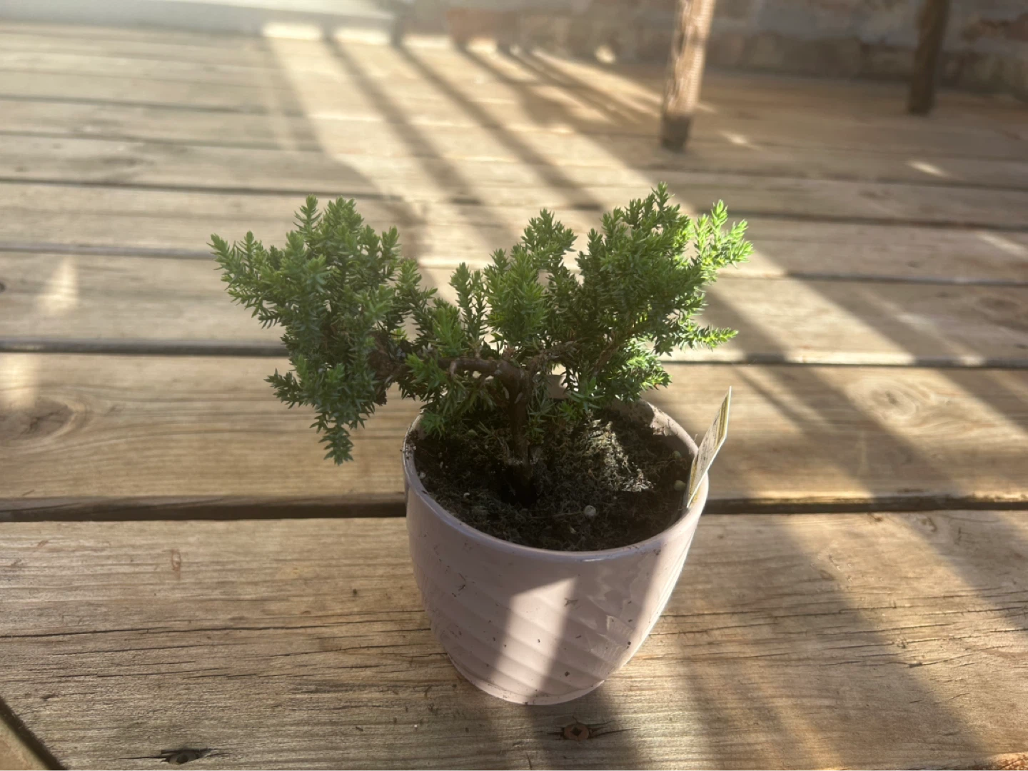 Small Juniper Bonsai Tree in Pot - photo 5