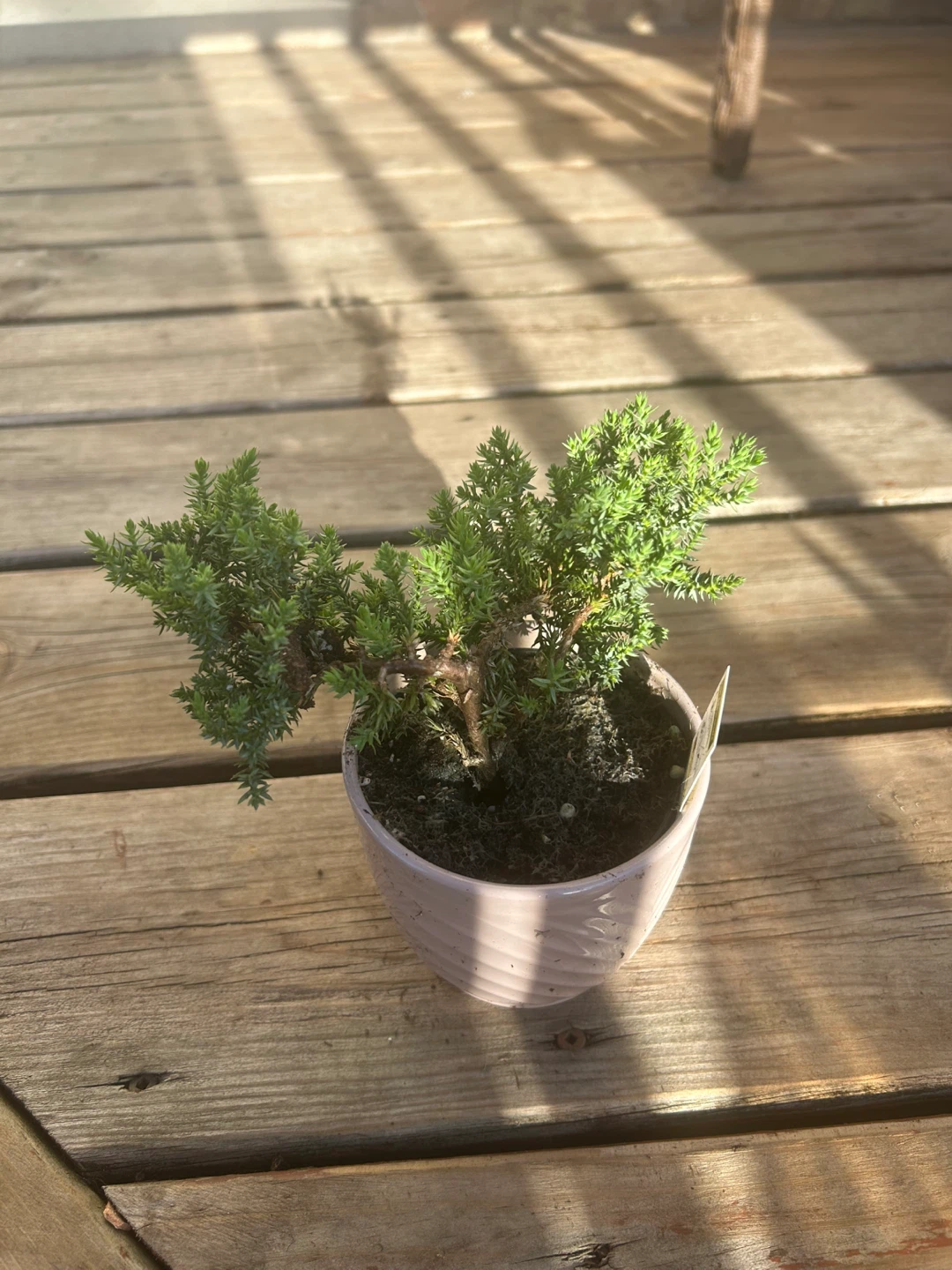 Small Juniper Bonsai Tree in Pot - photo 2
