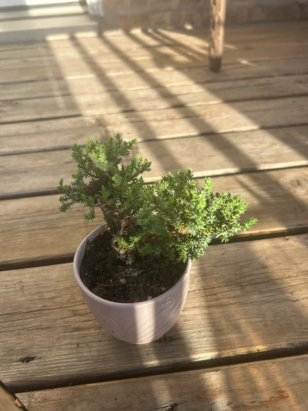 Small Juniper Bonsai Tree in Pot - photo 3