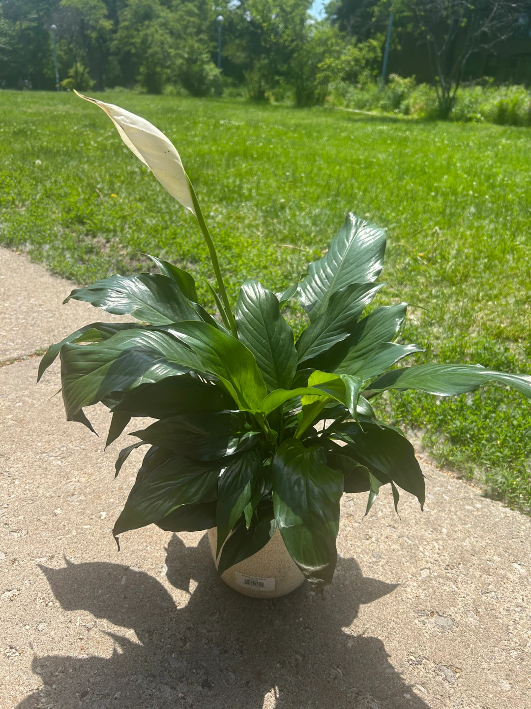 Peace Lily Plant - photo 2