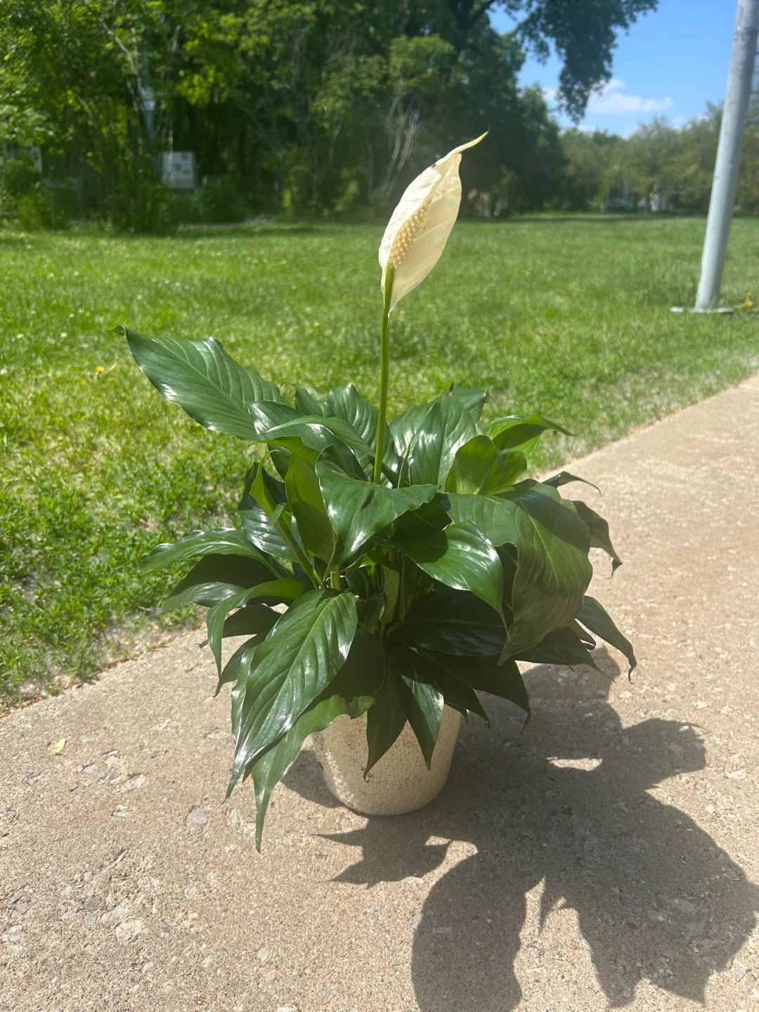 Peace Lily Plant