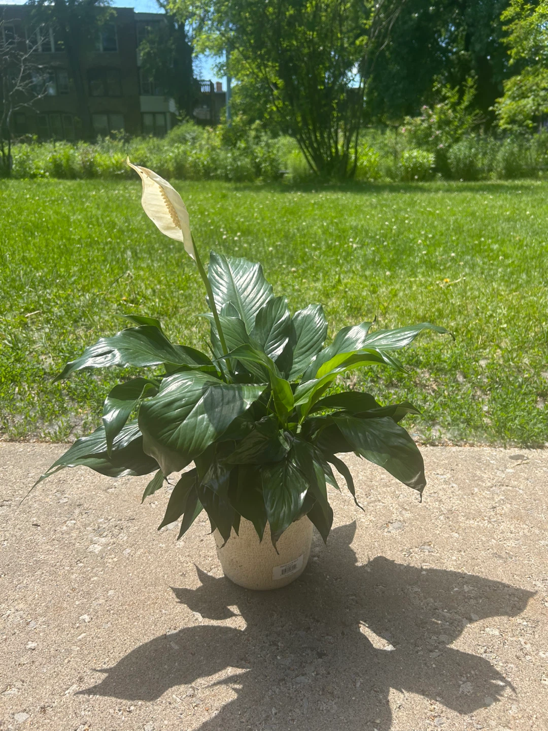 Peace Lily Plant - photo 3
