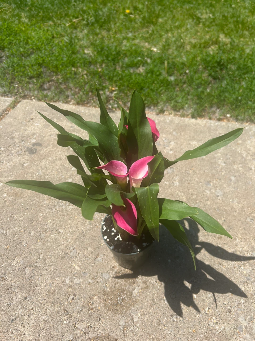 Calla Lily Plant with Pink Flowers - photo 4