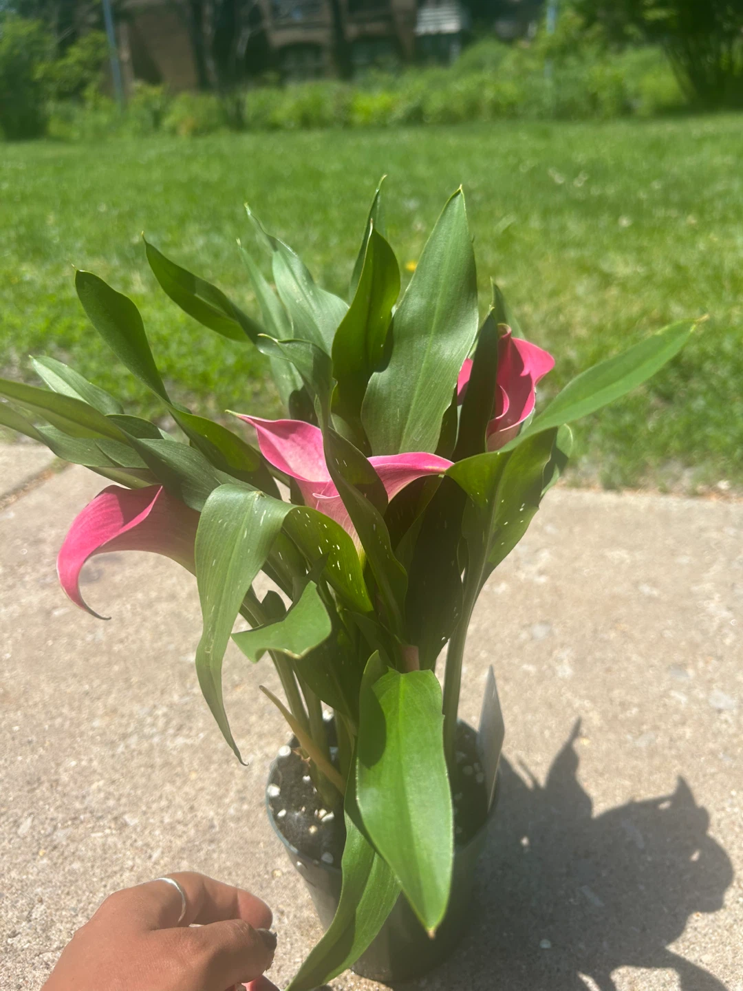Calla Lily Plant with Pink Flowers - photo 3