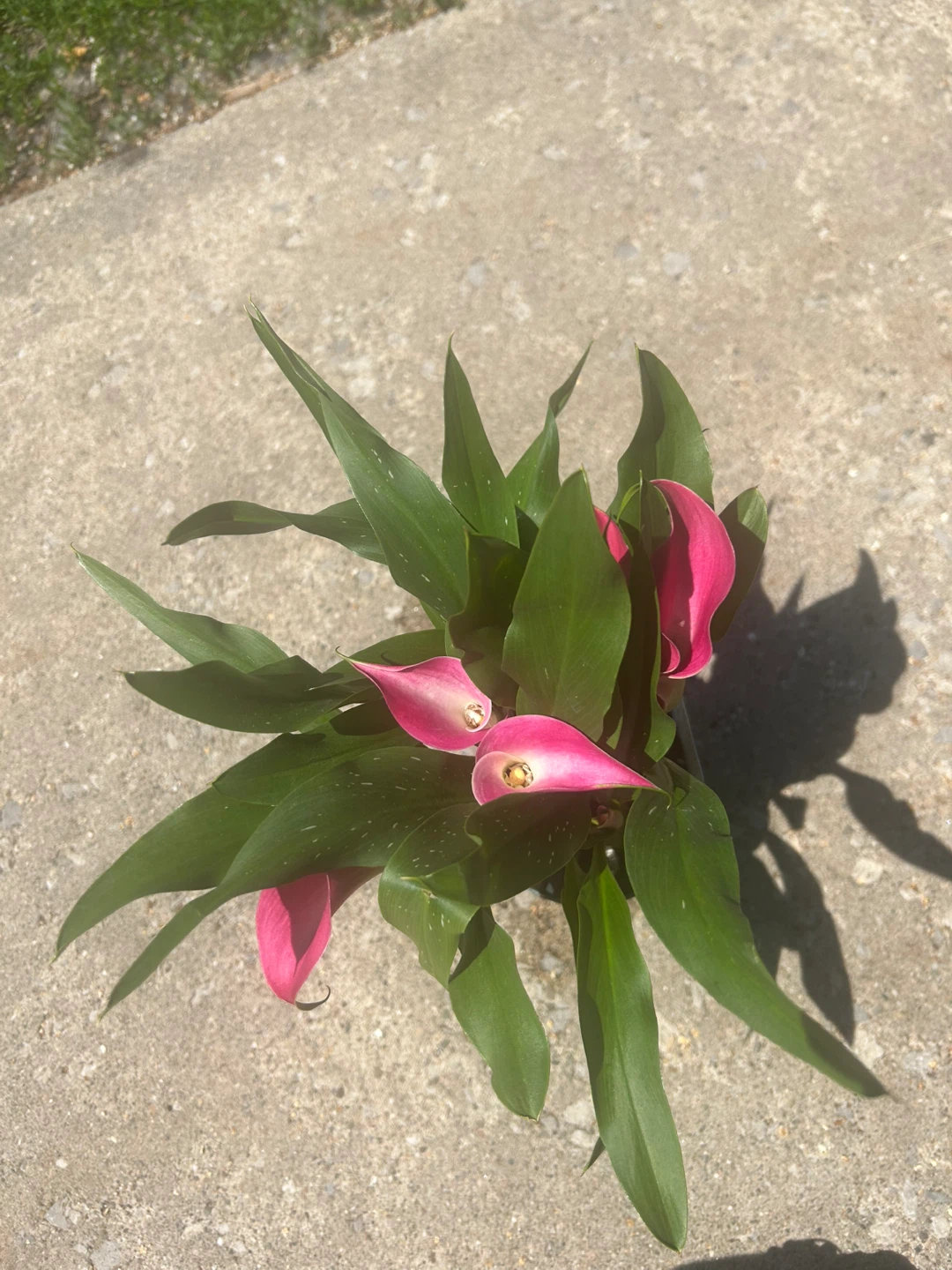 Calla Lily Plant with Pink Flowers