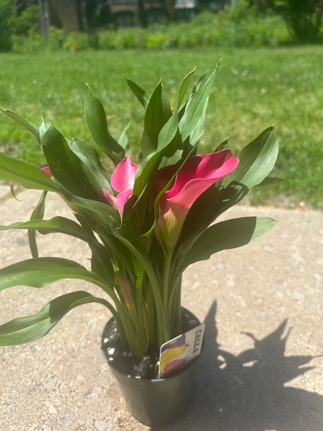 Calla Lily Plant with Pink Flowers - photo 2