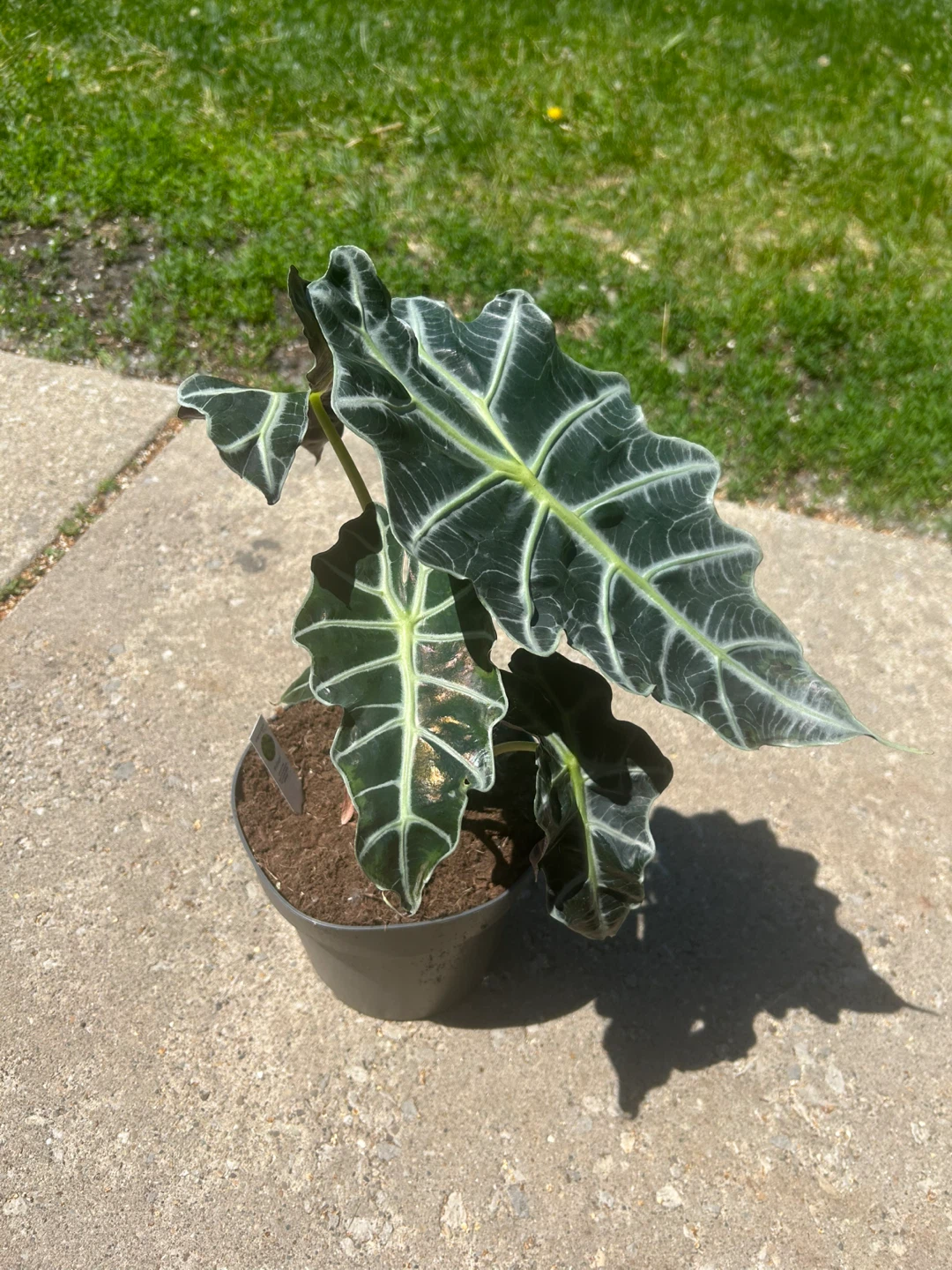 Alocasia Polly Plant