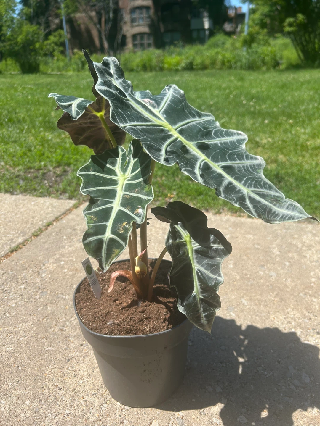 Alocasia Polly Plant - photo 2