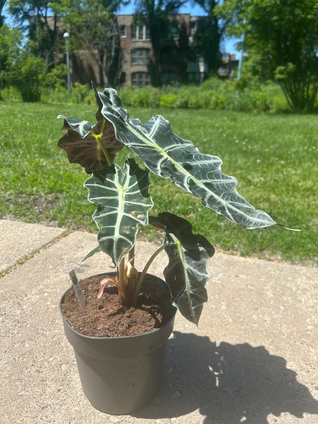 Alocasia Polly Plant - photo 3