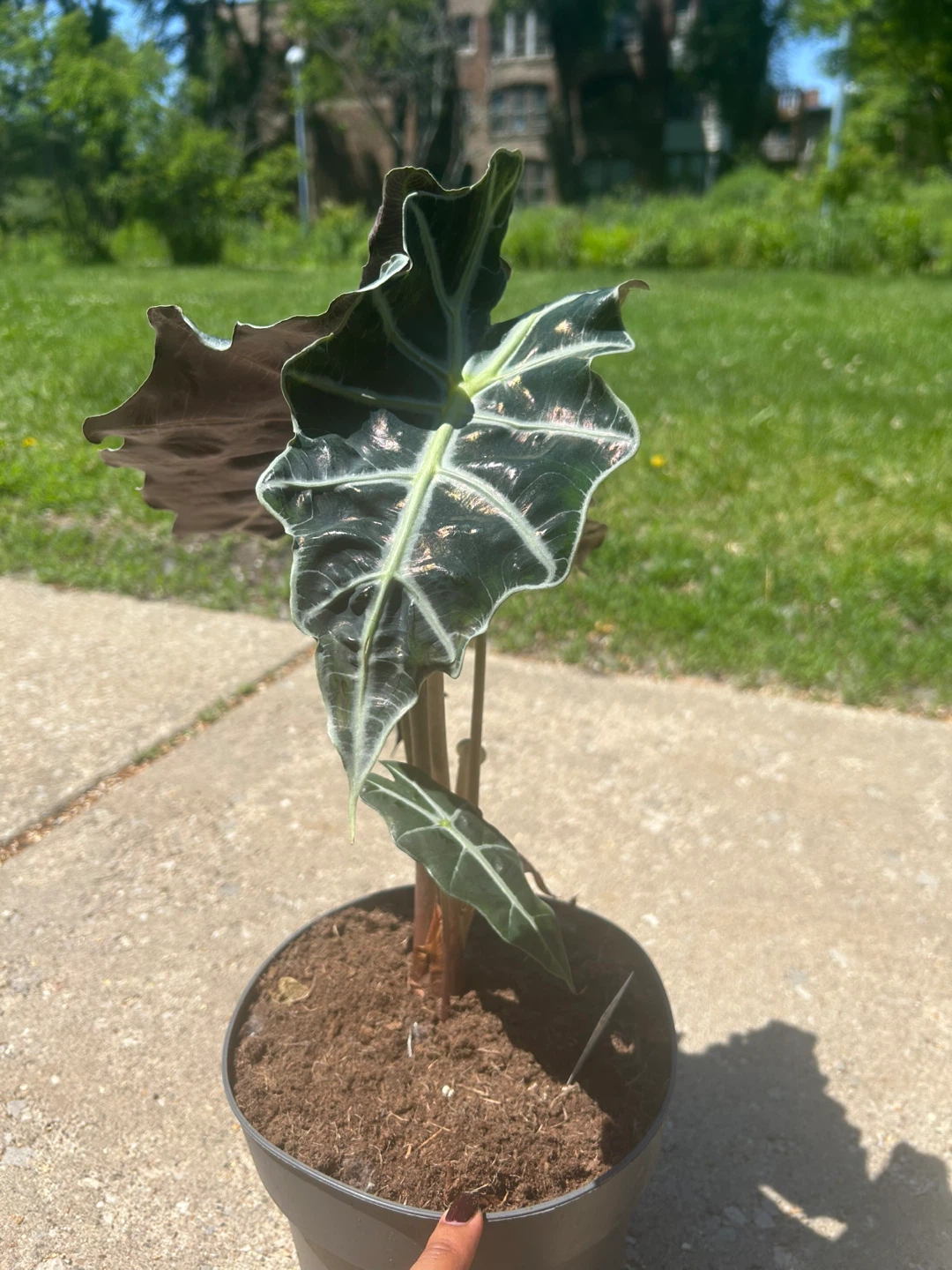 Alocasia Polly Plant - photo 4