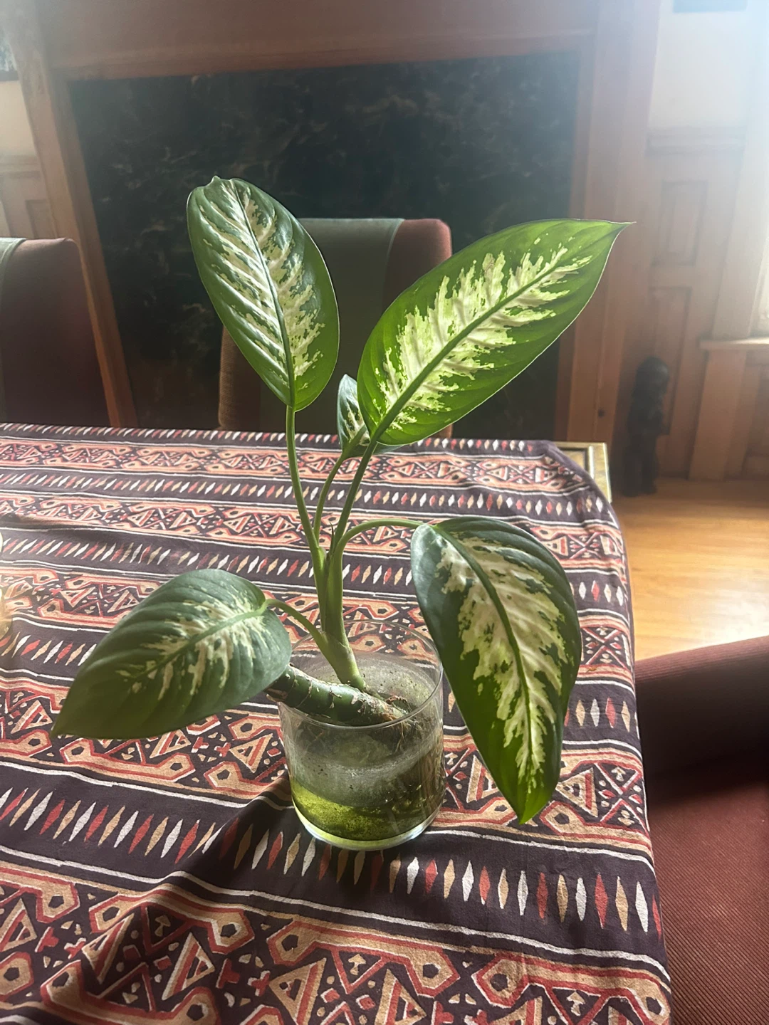 Dieffenbachia Plant in Glass Vase