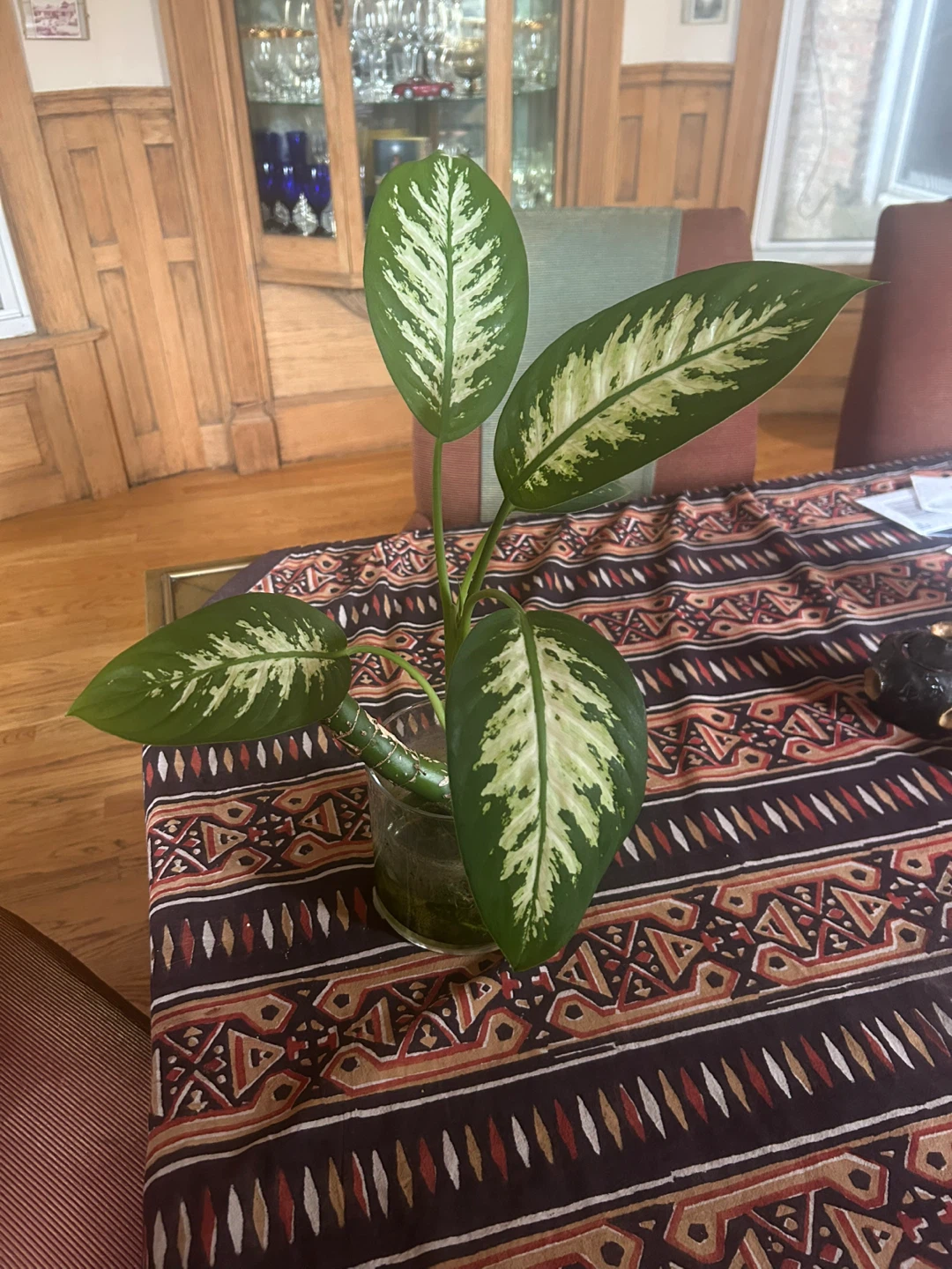 Dieffenbachia Plant in Glass Vase - photo 4