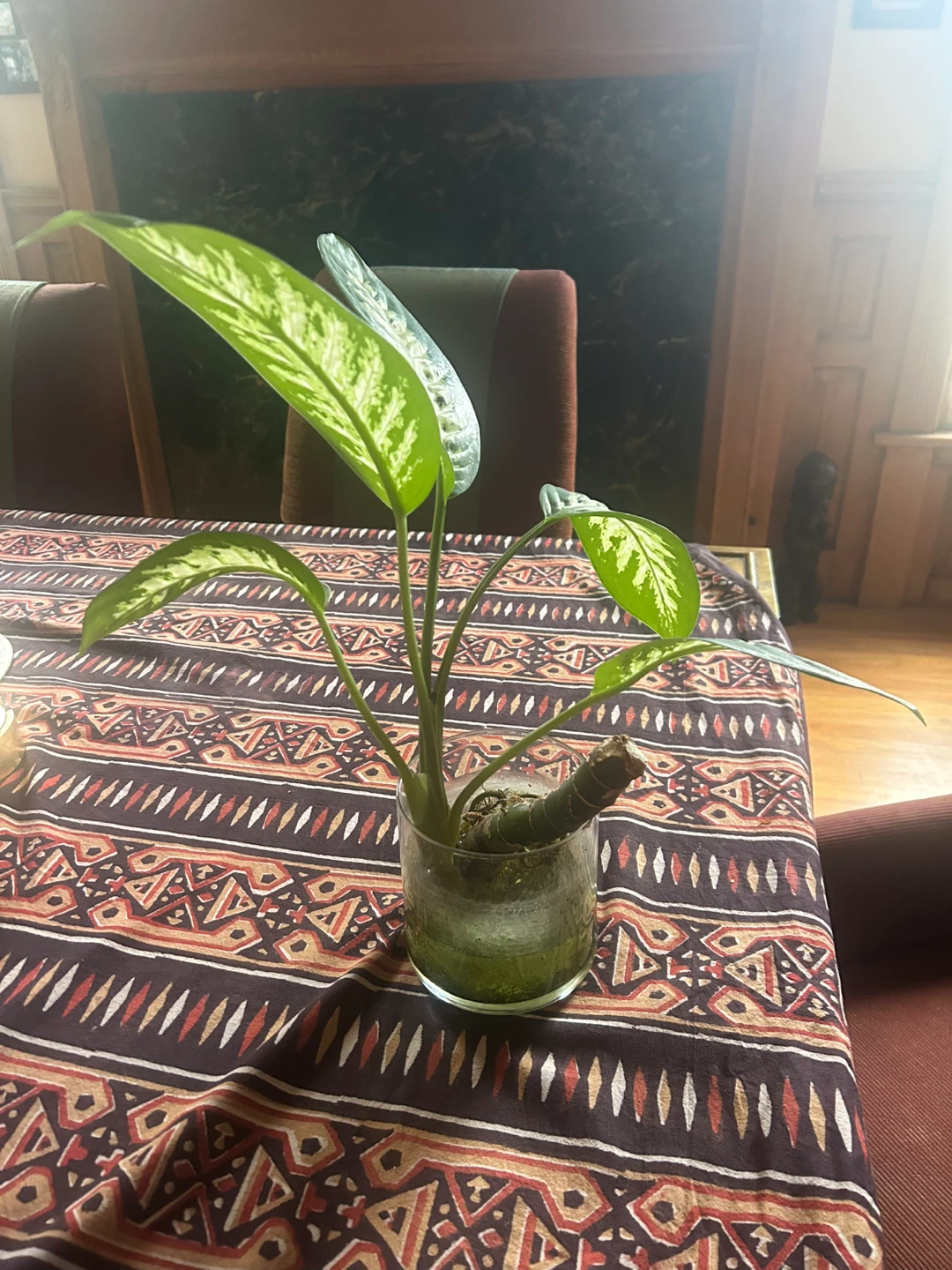 Dieffenbachia Plant in Glass Vase - photo 2