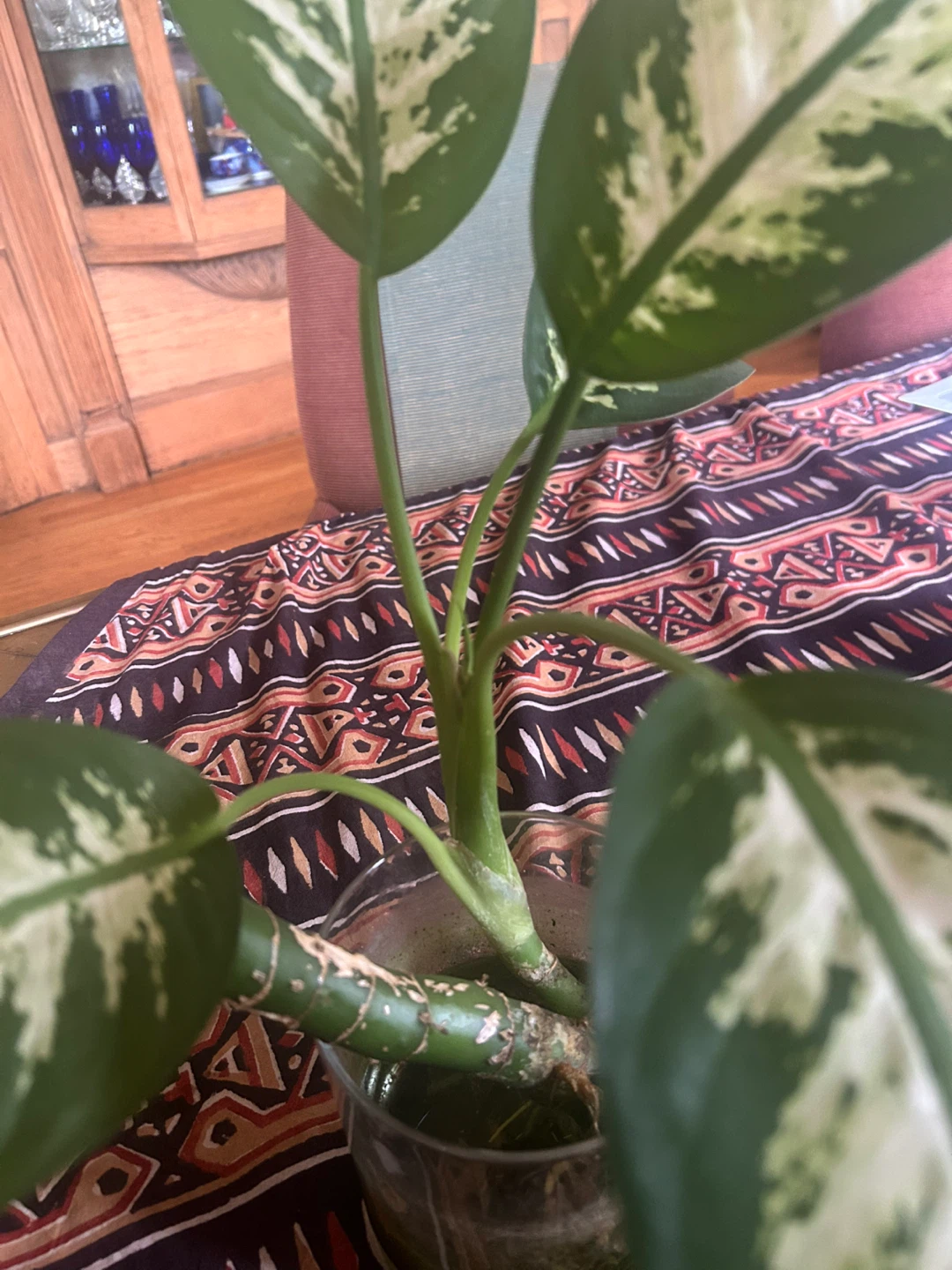 Dieffenbachia Plant in Glass Vase - photo 3