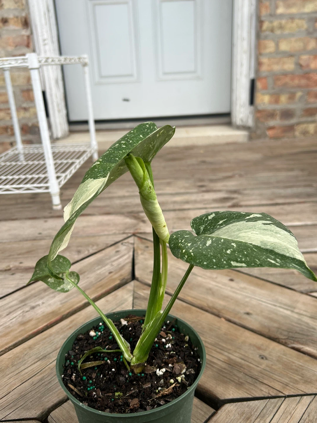 Monstera Variegated Thai constellation - photo 5