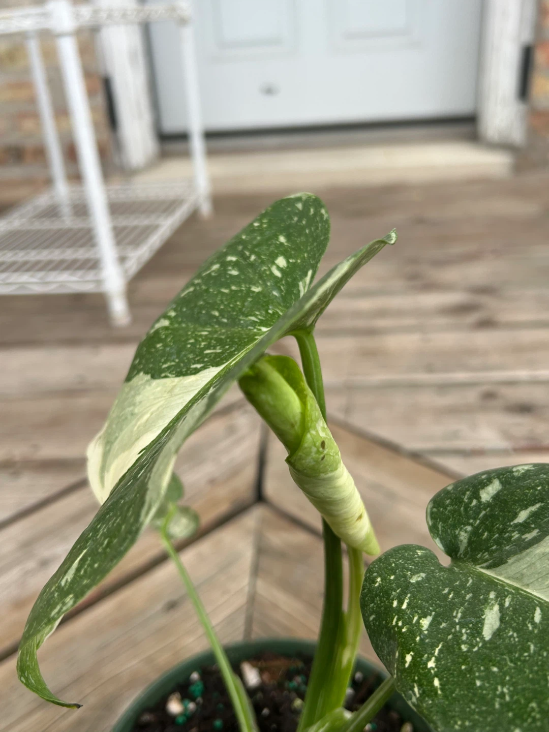 Monstera Variegated Thai constellation - photo 4