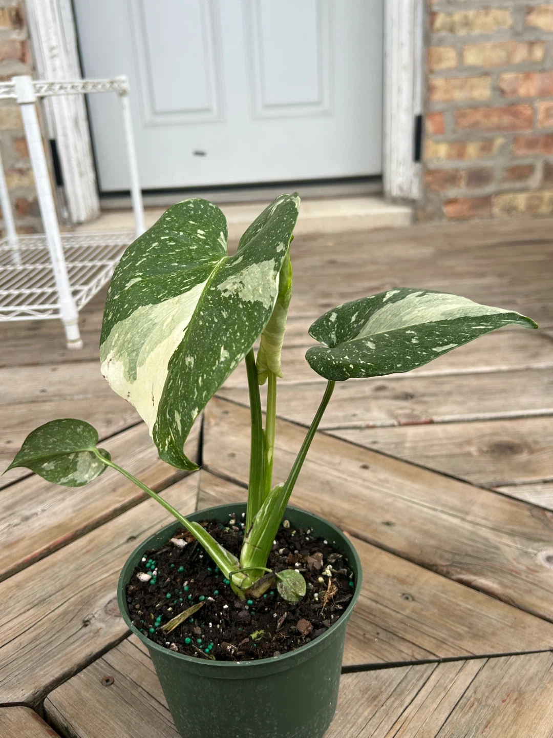 Monstera Variegated Thai constellation